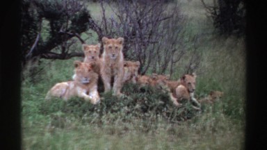 1969: group portrait of a lion family NIGERIA