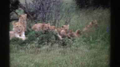 1969: pride of lions laying casually in the bush NIGERIA