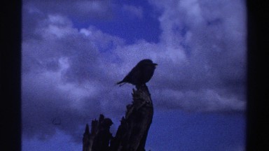 1969: bird on object, looking at its surroundings NIGERIA