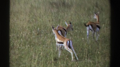 1969: a gazelle type ungulate herd walking in a savanna ecosystem NIGERIA