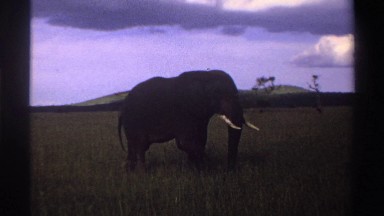 1969: a big elephant walking on a grassland. NIGERIA