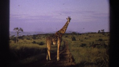 1969: giraffe standing NIGERIA
