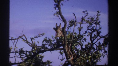 1969: giraffes browsing on the savanna NIGERIA