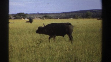 1969: water buffalo on savanna NIGERIA