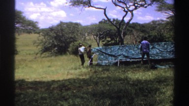 1969: friends are preparing the tent for staying in forest NIGERIA