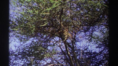 1969: big cat sitting on a tree NIGERIA
