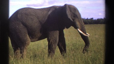1969: big elephant eating grass NIGERIA