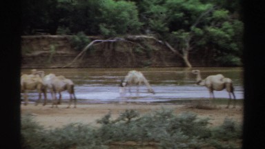 1969: Group of Camels Gathered at Riverbank Drinking Water, Sudan