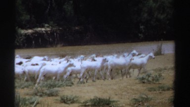 1969: A Herd of White Goats Walks Close Together by River as Camels Gather by Shore