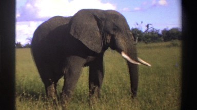 1969: A Big Black Male Elephant in Nigeria's Jungle