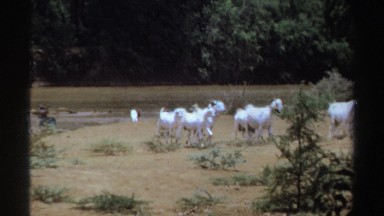 1969: Woman Walking with a Group of Goats in Sudan
