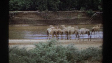 1969: Group of Camels Gathered Near a Body of Water, Sudan