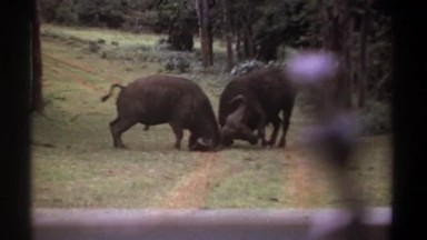 1969: Water Buffalo Fighting in Kenya
