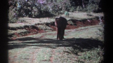 1969: Wait for Me! Kenya Elephant Walking