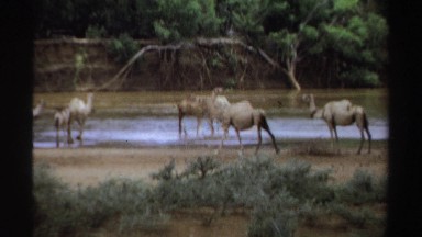 1969: Camels Reaching Water Source in Forest, Drinking at Pool Banks Sudan