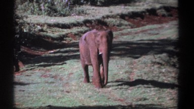 1969: Elephant Coming Happily Then Suddenly Stops Notifying Something