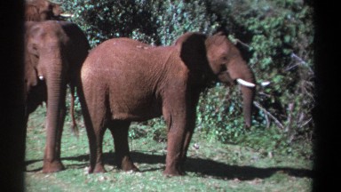 1969: Number of Big Elephants Grazing in Forest Area Kenya