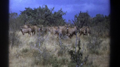 1969: A Herd of African Antelope Spooked and Fleeing Across Kenyan Grasslands