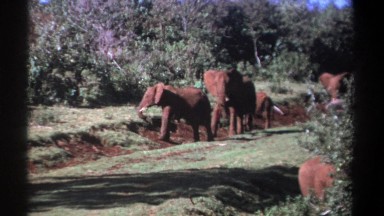 1969: Herd of Elephants Grazing Casually on the Kenyan Savanna