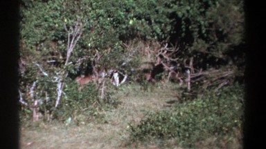 1969: cute baby warthogs are roaming around in the forest KENYA