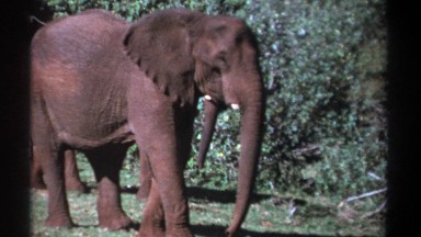 1969: a pair of gray elephants stand together languidly on a green lawn KENYA
