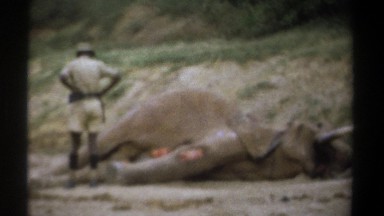 1969: a man in safari clothes examines a dead elephant with badly torn skin and