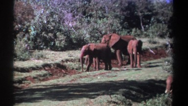 1969: Herd of Elephants Examining a Mound in Kenya