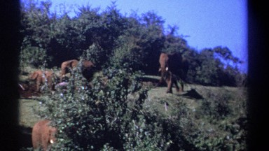 1969: a group of elephants with its leader in the forest. KENYA