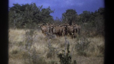 1969: wild animals in the forest KENYA