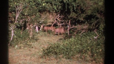 1969: wild boars in the brush KENYA