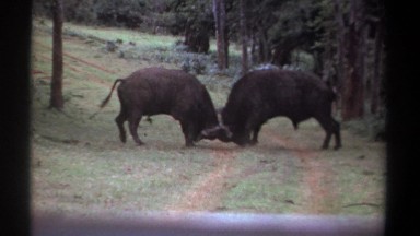 1969: two dark bulls in a fight butt heads on a forest path before one chases