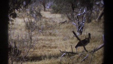 1969: under the tree group of eagles eating food KENYA