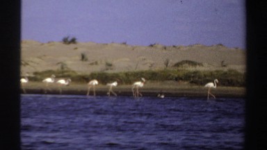 1969: Pink Flamingos Walking on Lake Water in Sudan