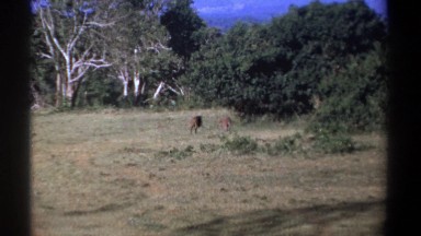 1969: Lions Walking Away from Camera in Kenya