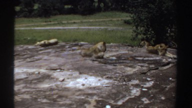 1969: Female Lion Sitting on Stone Platform in Sudan