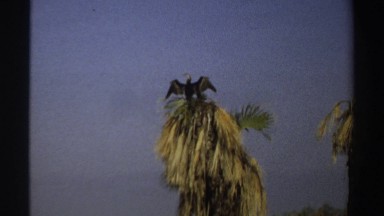 1969: A Large Bird Opens Its Wings Mounted on Top of a Palm Tree Sudan