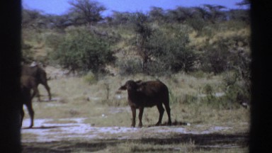 1969: When You Encounter This Animal Please Don't Wear the Wrong Thing Sudan
