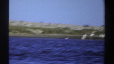 1969: Vantage Point from Boat on Water Viewing Birds Lining Shore Sudan