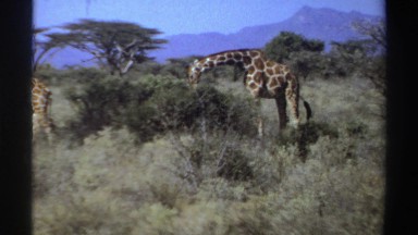 1969: A Giraffe Munches on a Bountiful Green Bush in Sudan