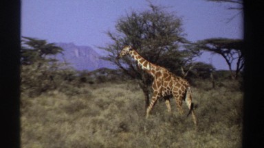 1969: Giraffes Browsing on the Savanna in Sudan