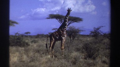 1969: A Tall Healthy Giraffe Slowly Walking in the Desert Sudan