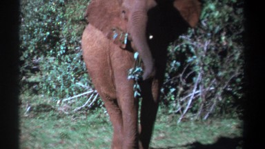 1969: A Single African Elephant Eating Branches and Leaves in Kenya