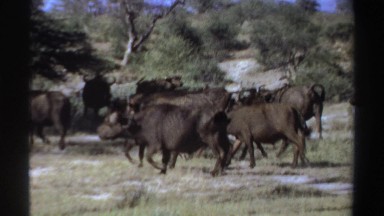 1969: A Herd of Buffalo Begins to Stampede in Sudan