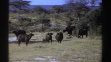 1969: Bulls Grazing in the Field, Sudan