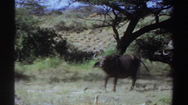 1969: a tribal man standing near to his grazing cattle SUDAN