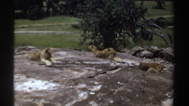 1969: three lions relaxing on rocky area. SUDAN