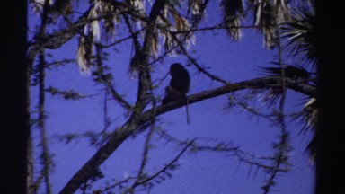 1969: a monkey coming down from a fairly tall tree with a lot of dexterity SUDAN