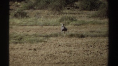 1969: bird walking on the grass SUDAN
