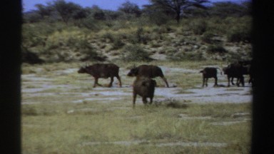 1969: a herd buffalos, pasting in the wild SUDAN