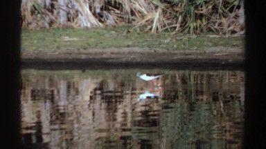 1969: water bird wading through a shallow water body, looking for food SUDAN